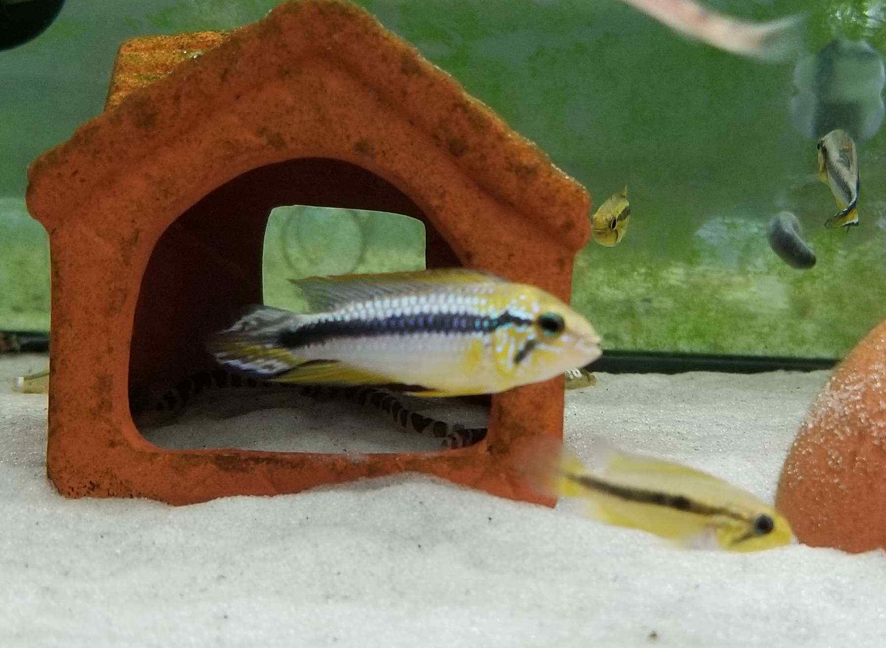 Apistogramma Agassizii Tefe Shrimpfever