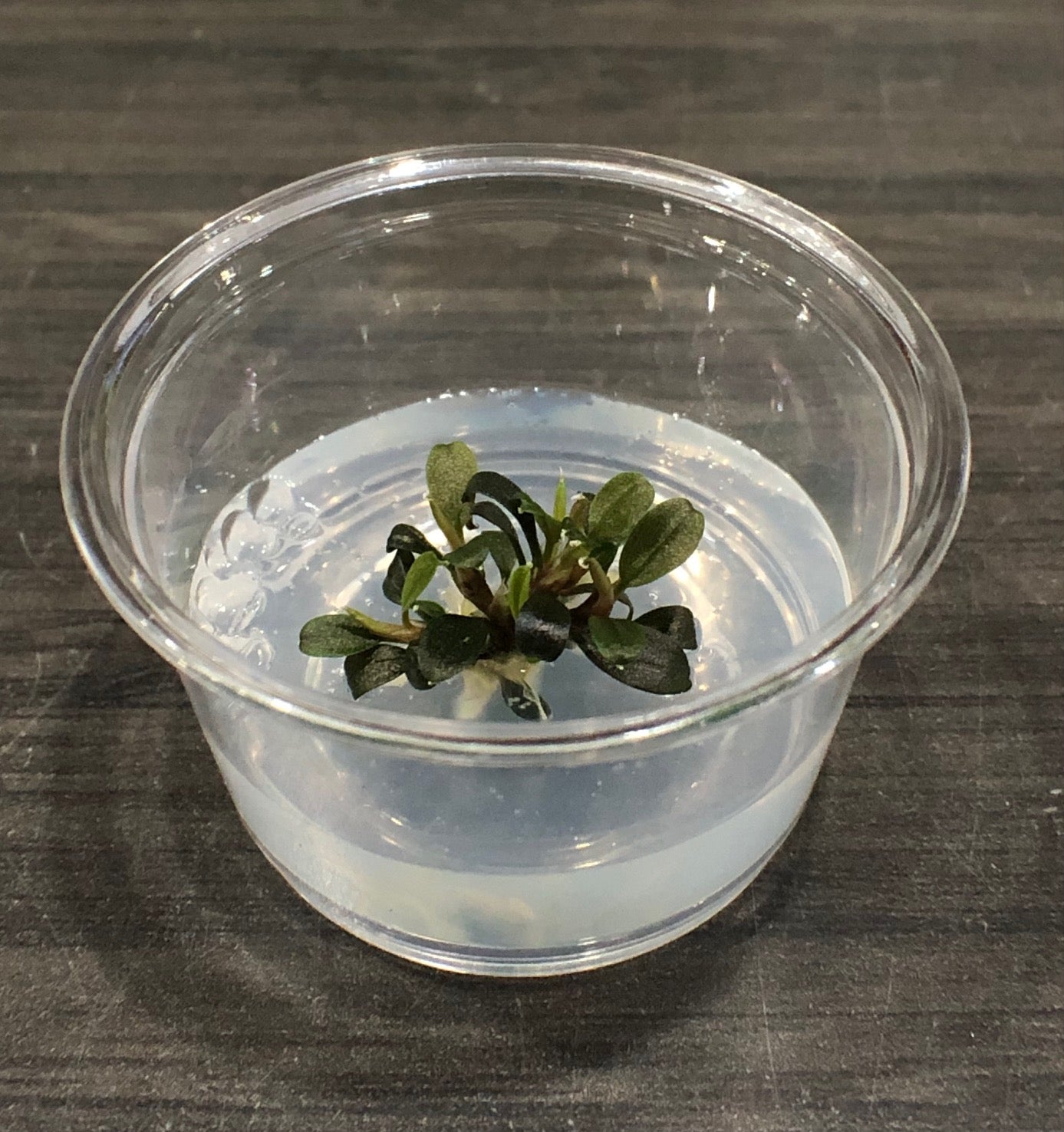 Bucephalandra Kedagang Mini Round TC - Small | ShrimpFever