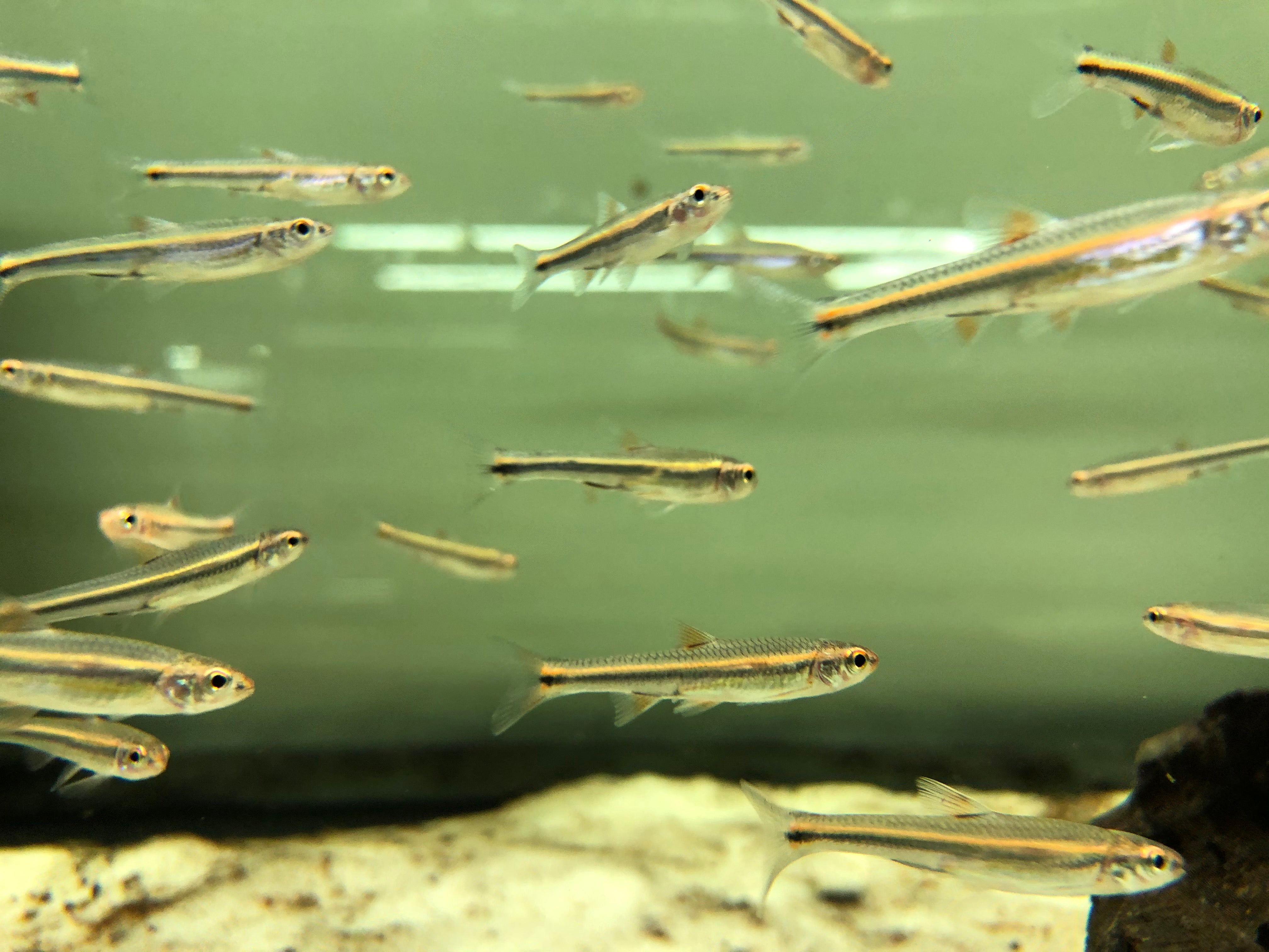 Shiny Riner Rainbow Shiner | ShrimpFever