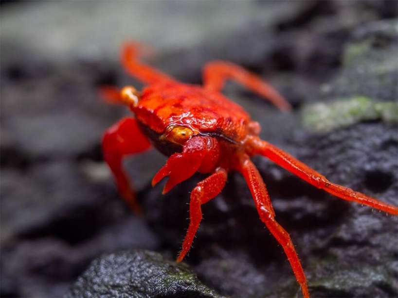 Tomato Vampire Crab - Male | ShrimpFever