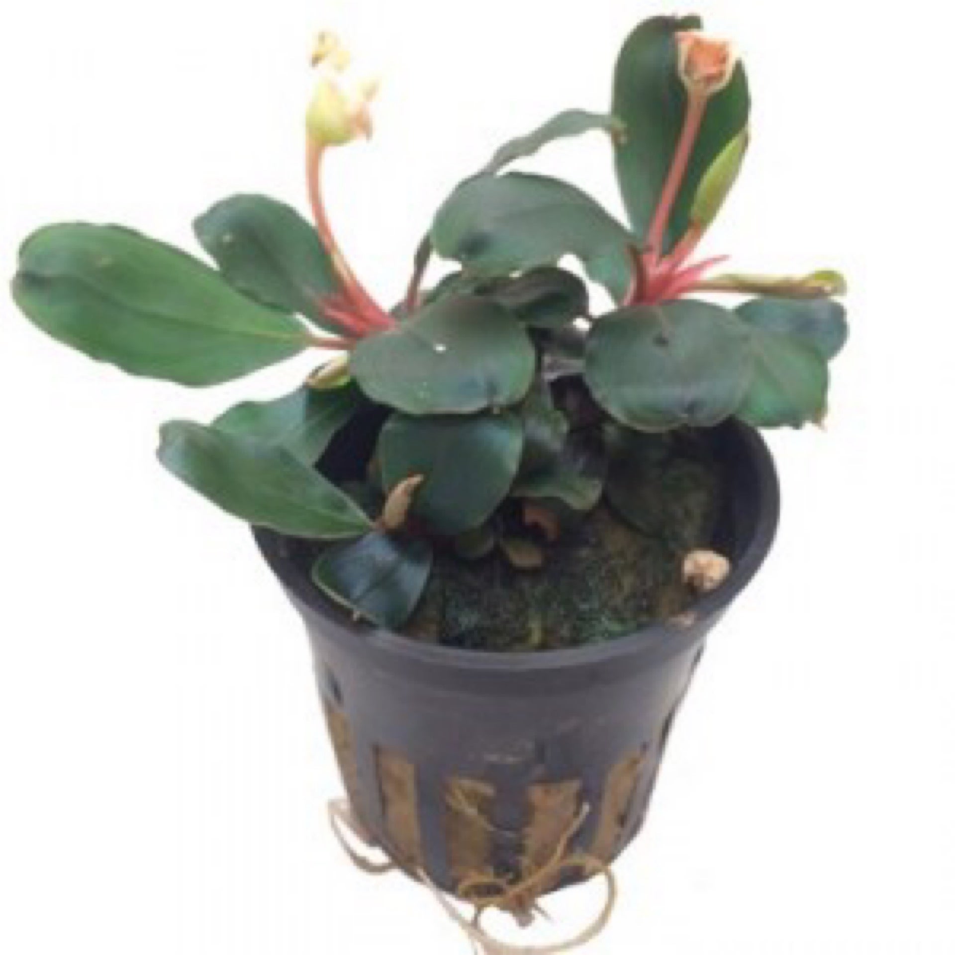 水草 Bucephalandra sp.Red Bolson Bucephalandra sp.