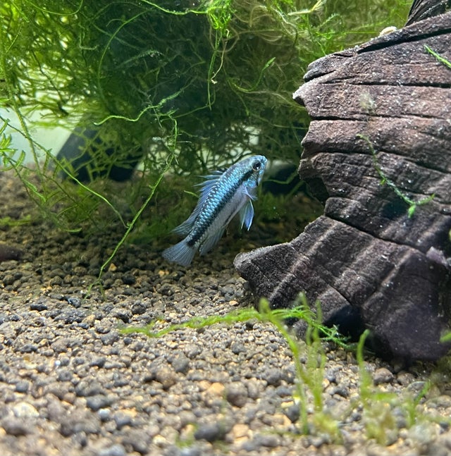 Fish | ShrimpFever