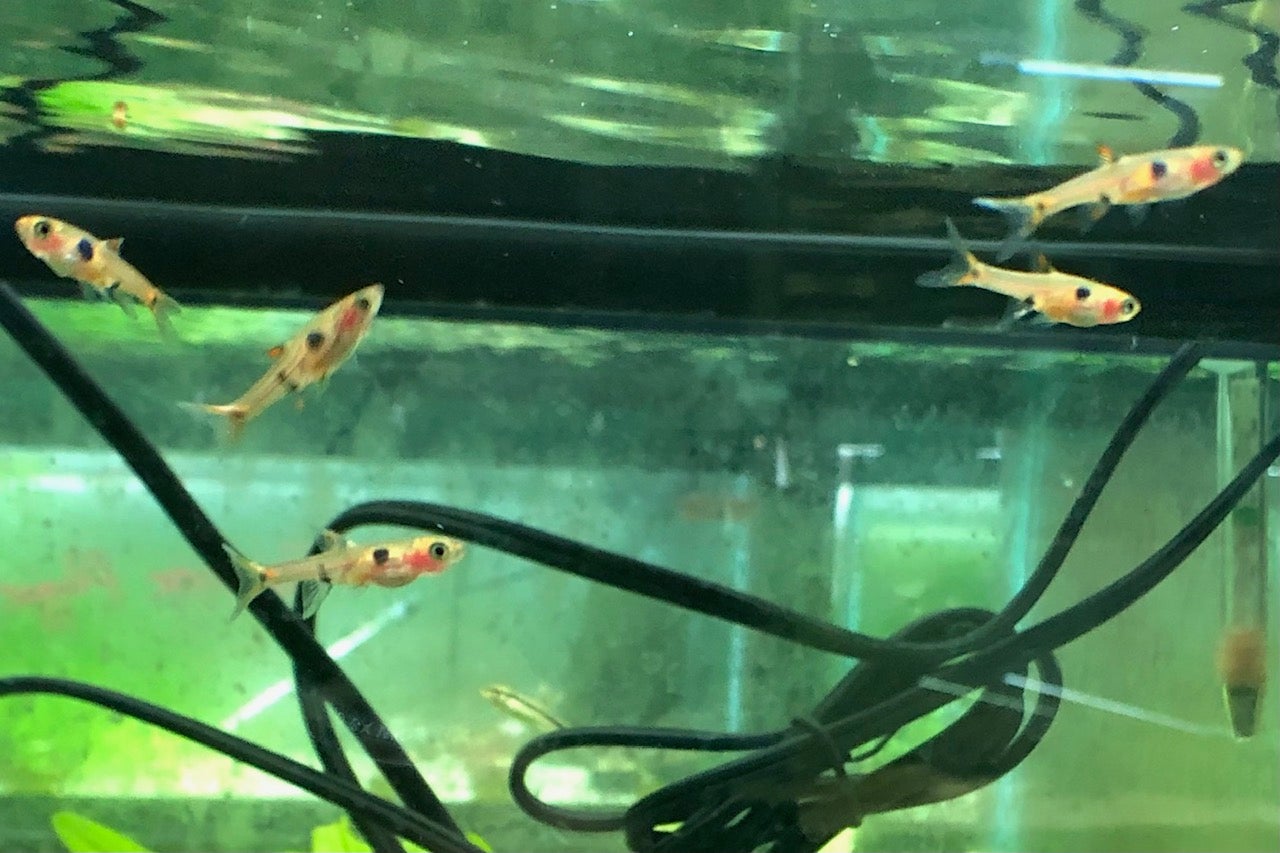 Three Spotted Dwarf Rasbora | ShrimpFever