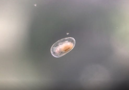 Freshwater Limpet | ShrimpFever