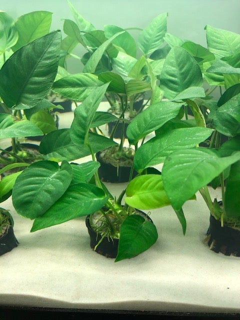 Plants | ShrimpFever