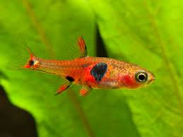 Mini Rasboras Micro Rasboras Petsmart