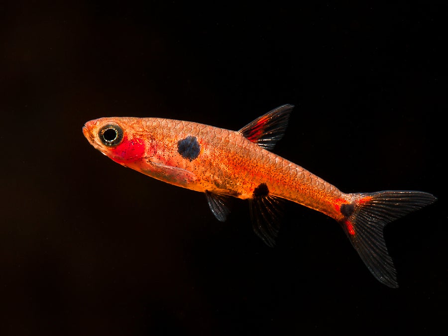 Spotted Rasbora | ShrimpFever