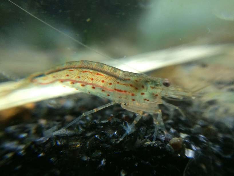 Shrimpさま専用 Other Shrimp | ShrimpFever