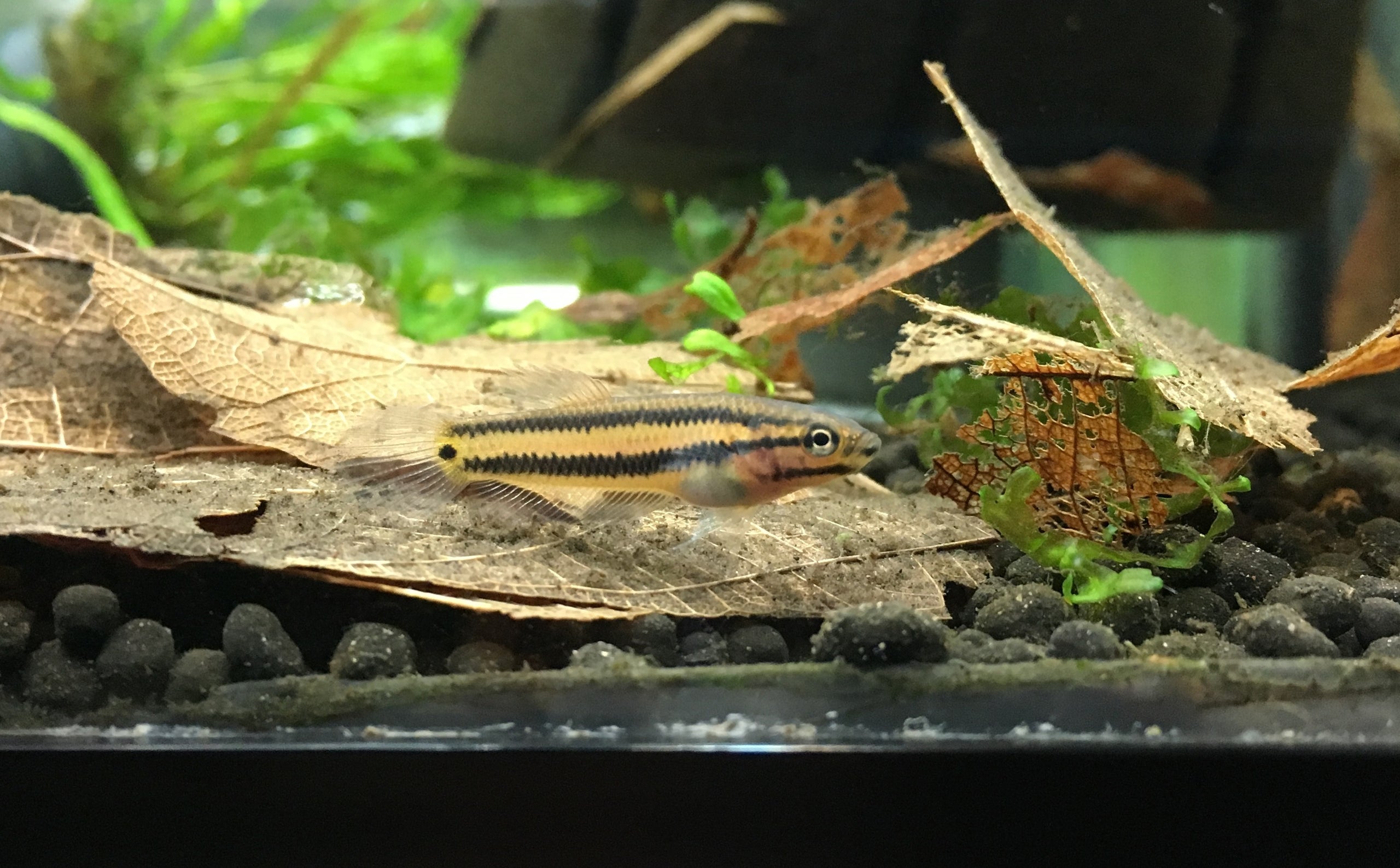 Betta Macrostoma Pair | ShrimpFever