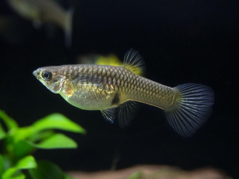 Yellow Tiger Endler Female Shrimpfever