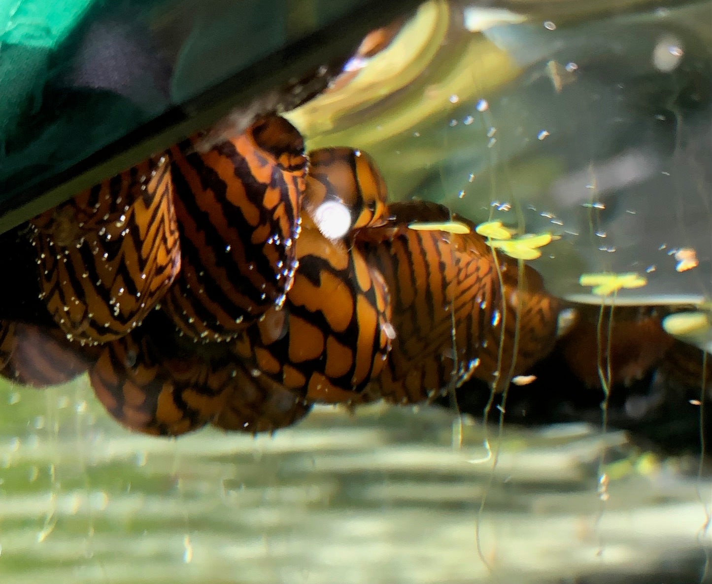 Lightning Bolt Nerite Snail ShrimpFever
