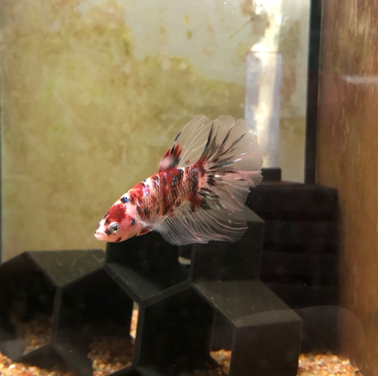 Super Delta Koi Betta - BAC | ShrimpFever