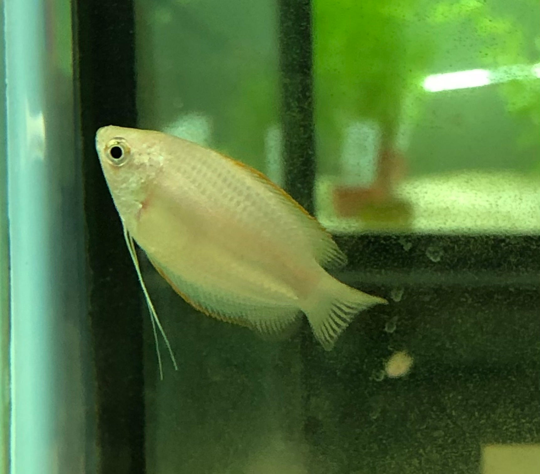 Honey Gourami Female | ShrimpFever