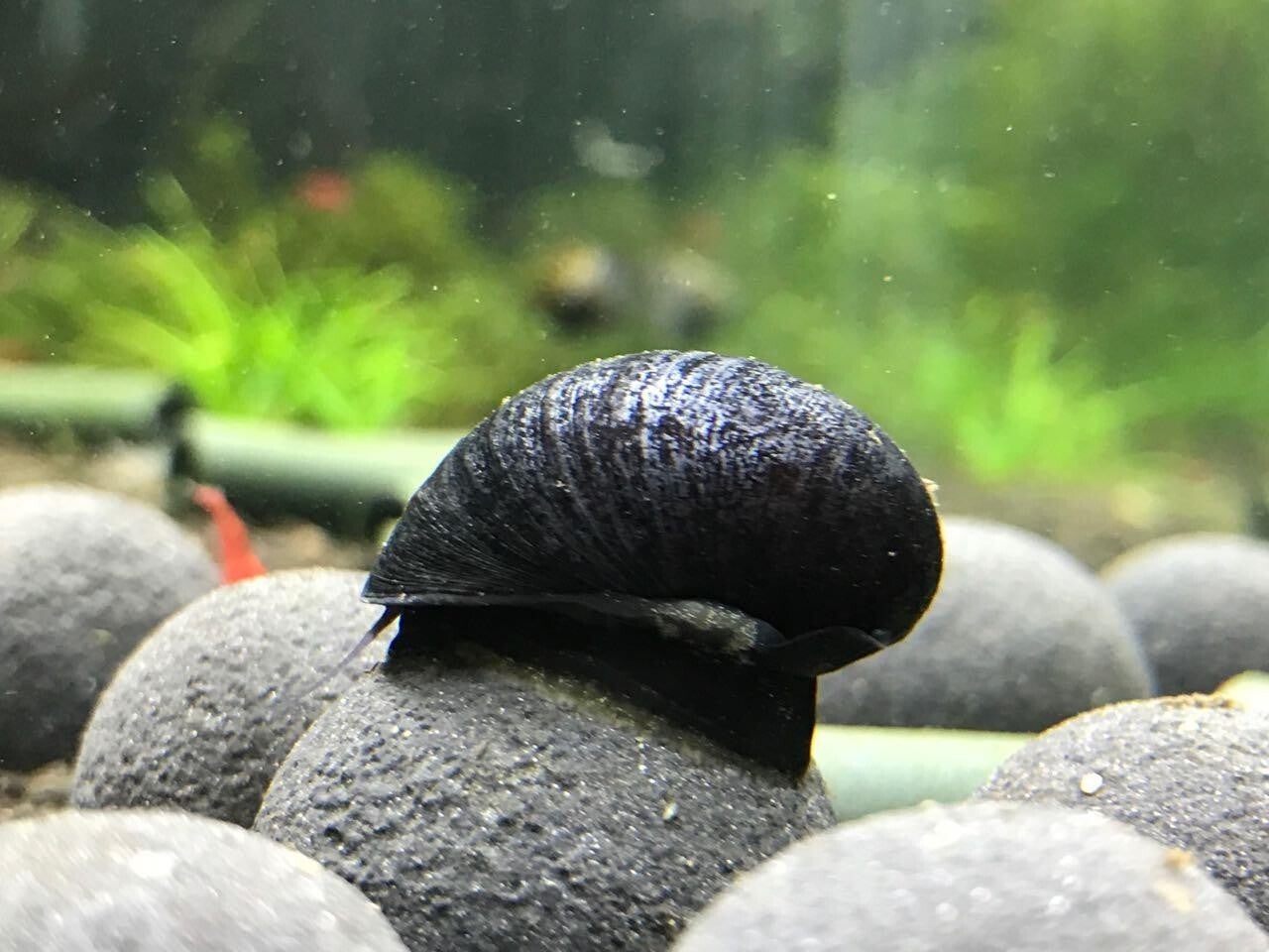 Black Helmet Nerite Snail | ShrimpFever