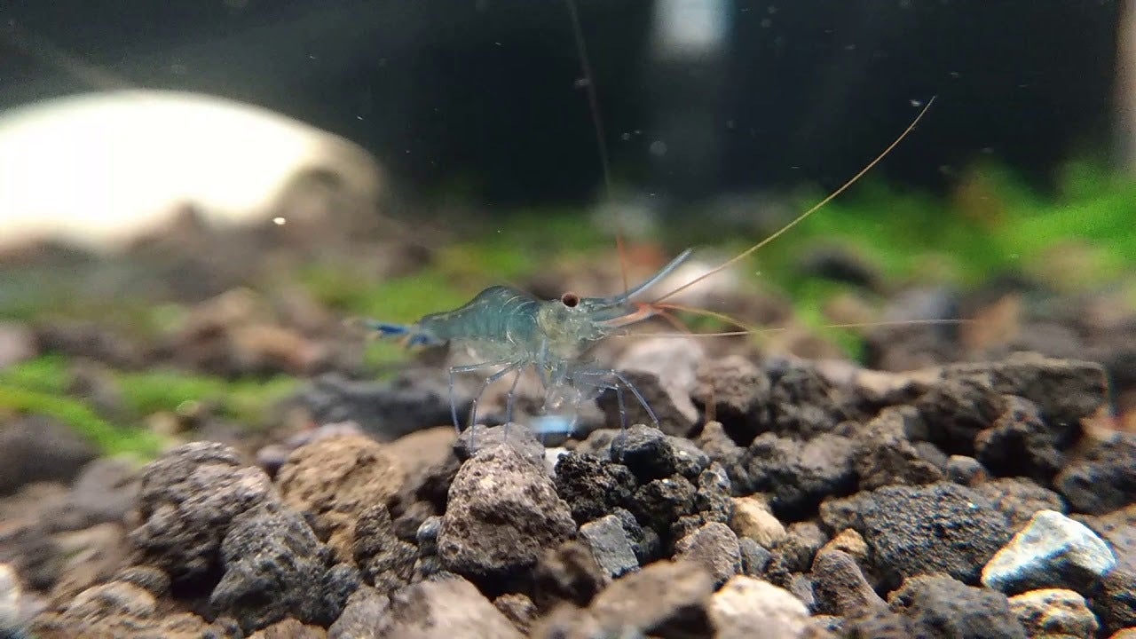 Blue Leg Poso Shrimp | ShrimpFever